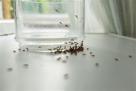 爾爾 意思 房間有螞蟻代表什麼